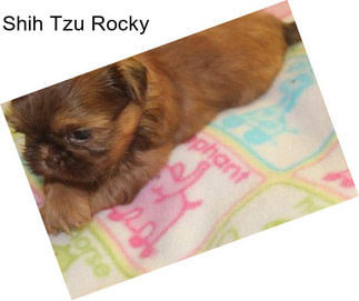 Shih Tzu Rocky