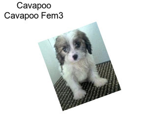 Cavapoo Cavapoo Fem3