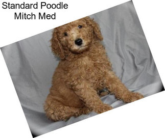 Standard Poodle Mitch Med