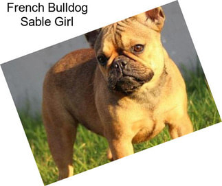 French Bulldog Sable Girl