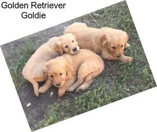 Golden Retriever Goldie