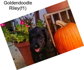 Goldendoodle Riley(f1)