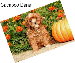 Cavapoo Dana