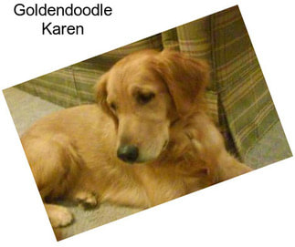 Goldendoodle Karen