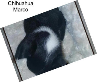 Chihuahua Marco