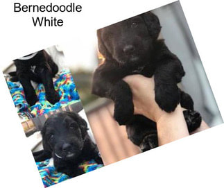 Bernedoodle White