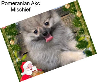 Pomeranian Akc Mischief