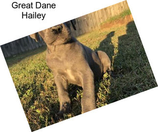 Great Dane Hailey