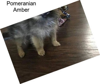 Pomeranian Amber