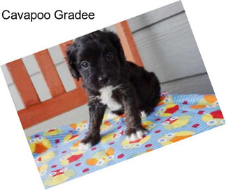 Cavapoo Gradee