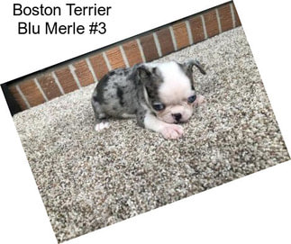 Boston Terrier Blu Merle #3
