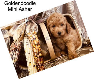 Goldendoodle Mini Asher