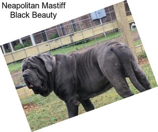 Neapolitan Mastiff Black Beauty