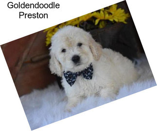 Goldendoodle Preston