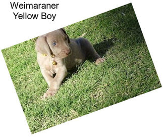 Weimaraner Yellow Boy