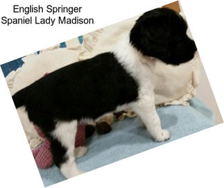 English Springer Spaniel Lady Madison