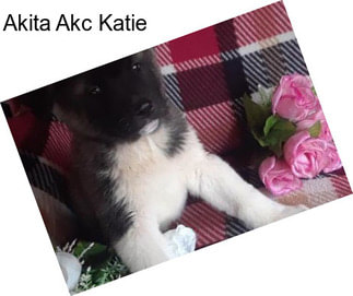 Akita Akc Katie