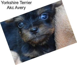 Yorkshire Terrier Akc Avery