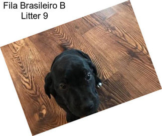 Fila Brasileiro B Litter 9