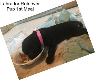 Labrador Retriever Pup 1st Meal