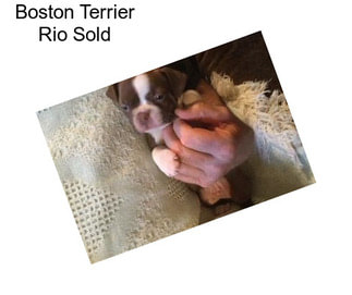 Boston Terrier Rio Sold