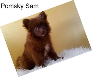 Pomsky Sam