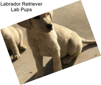 Labrador Retriever Lab Pups