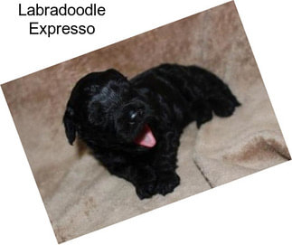 Labradoodle Expresso