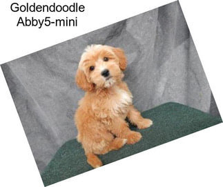 Goldendoodle Abby5-mini