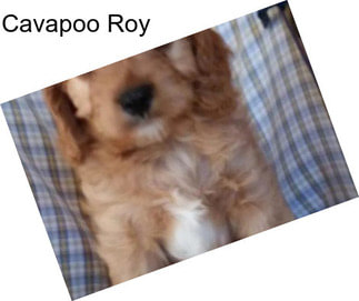 Cavapoo Roy