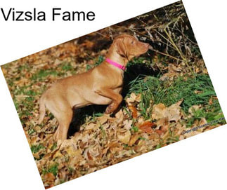 Vizsla Fame