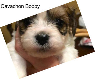 Cavachon Bobby