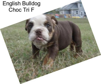 English Bulldog Choc Tri F