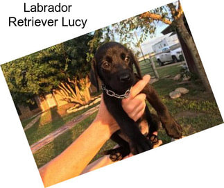 Labrador Retriever Lucy