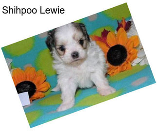 Shihpoo Lewie