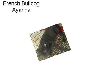 French Bulldog Ayanna