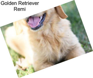 Golden Retriever Remi