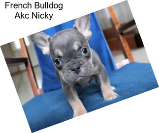 French Bulldog Akc Nicky