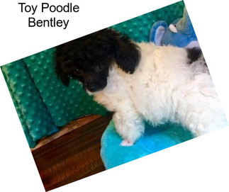 Toy Poodle Bentley