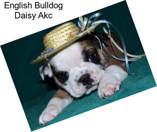 English Bulldog Daisy Akc