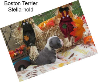 Boston Terrier Stella-hold