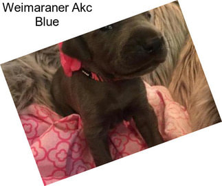 Weimaraner Akc Blue