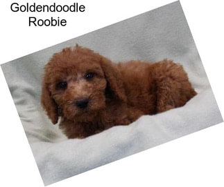 Goldendoodle Roobie