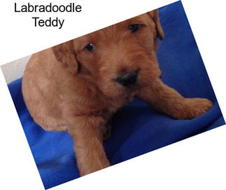 Labradoodle Teddy