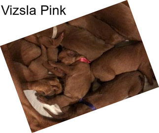 Vizsla Pink