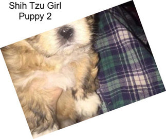 Shih Tzu Girl Puppy 2