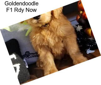 Goldendoodle F1 Rdy Now