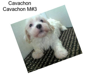 Cavachon Cavachon M#3