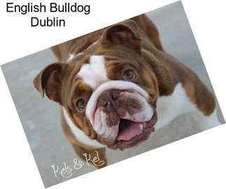 English Bulldog Dublin