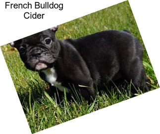 French Bulldog Cider
